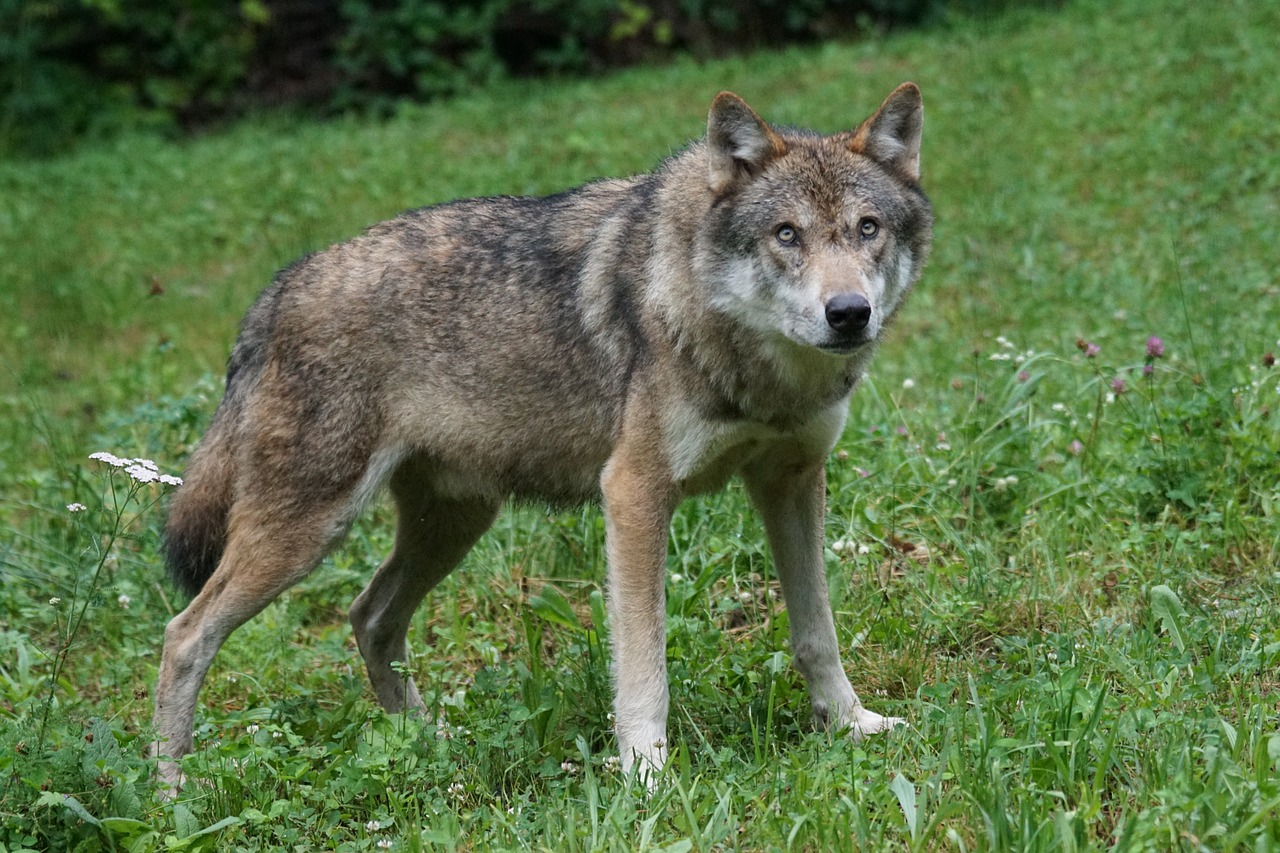 Trento e Bolzano varano la gestione per lupo - Armi e Tiro
