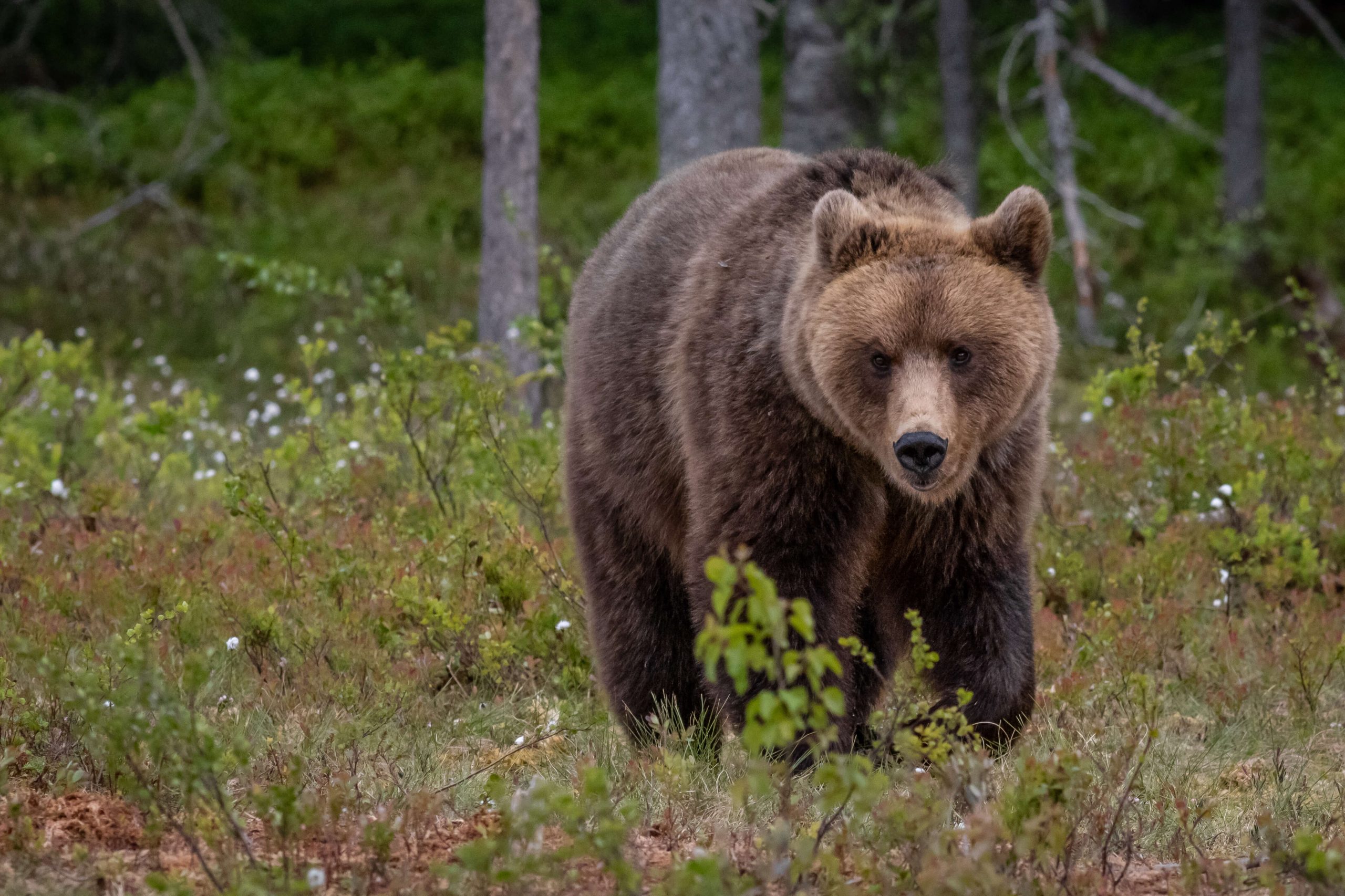 Spray anti-orso: come volevasi dimostrare… - Armi e Tiro