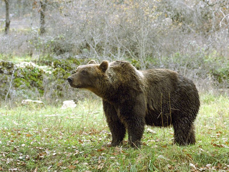 Spray anti orso: via libera in Trentino per i forestali - Armi e Tiro