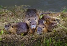 nutrie Lombardia