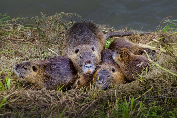 nutrie Lombardia