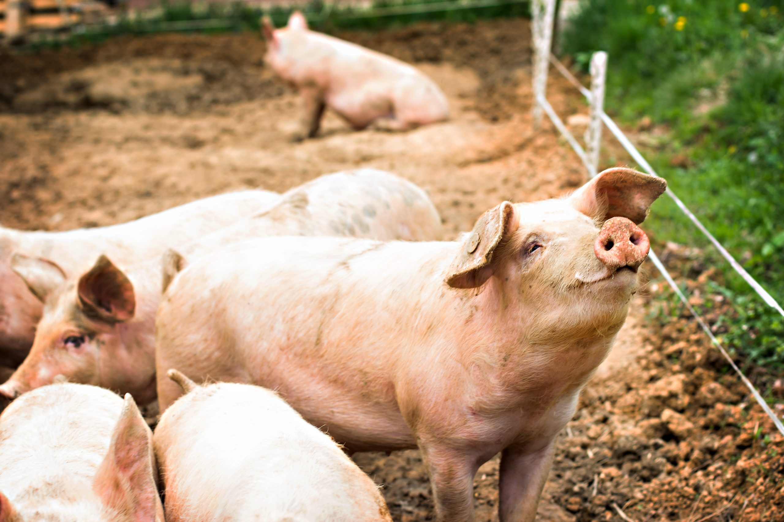 11 свиней. Свиньи на ферме. Поросята на ферме. Сельское хозяйство свиноводство. Свиньи в хозяйстве.