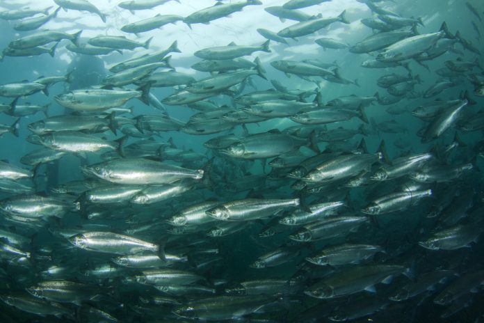 Salmone-696x464 L’animalismo non vale per i pesci