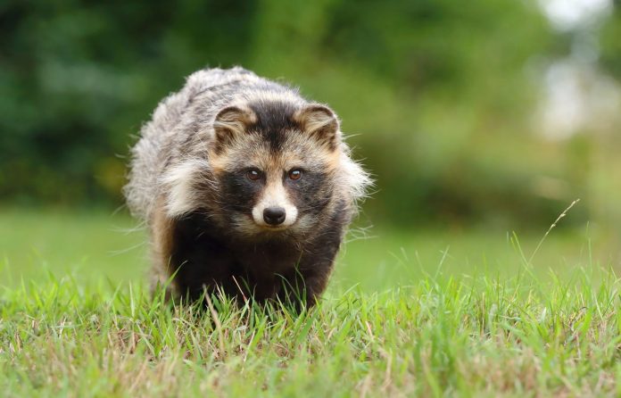 Beautiful,Common,Raccoon,Dog,On,Meadow