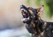 Minaccia il cane del vicino: revocato il porto d’armi
