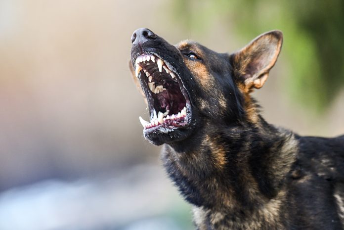 Aggressive,Dog,Shows,Dangerous,Teeth.,German,Sheperd,Attack.,Head,Detail