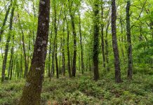 Italia oltre i 100 mila kmq di foreste: più della superficie agricola