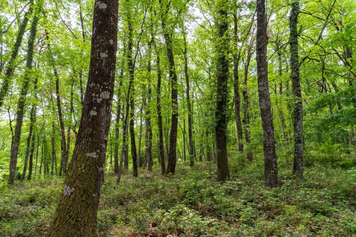Interior,Of,The,Umbra,Forest,In,Apulia,,A,Unesco,Site.