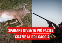Ddl caccia: Greenpeace a tutta forza