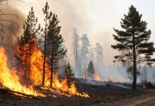 Solita estate, soliti incendi