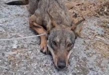 Attenti al lupo (ferito)