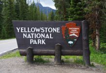 Lupi in discussione a Yellowstone