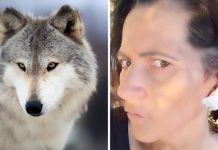 Lupo: teme l’uomo… come le bistecche